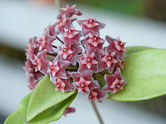 Flores de hoyas: ni cera ni terciopelo...