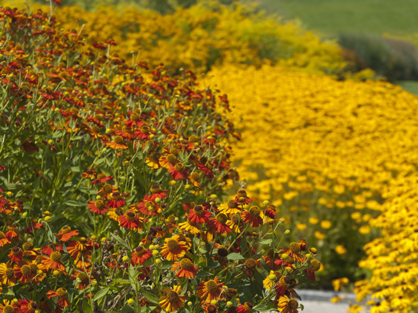 Flores para la quinta estación