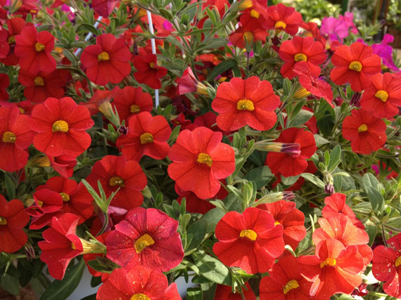 Flores para el verano: adoradoras del sol