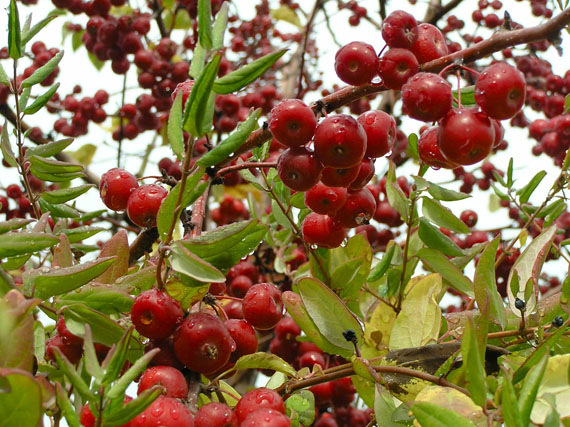 Frutos rojos en tiempos de cielos grises