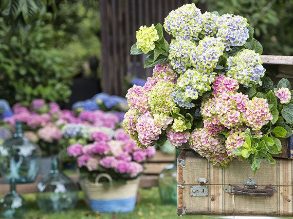 Hortensias: la gran belleza (1ª parte)