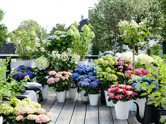 Hortensias: la gran belleza (2ª parte) / Cómo cuidarlas