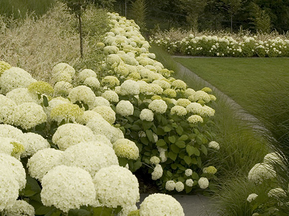 Hortensias: la gran belleza (y 3ª parte) / Las menos habituales