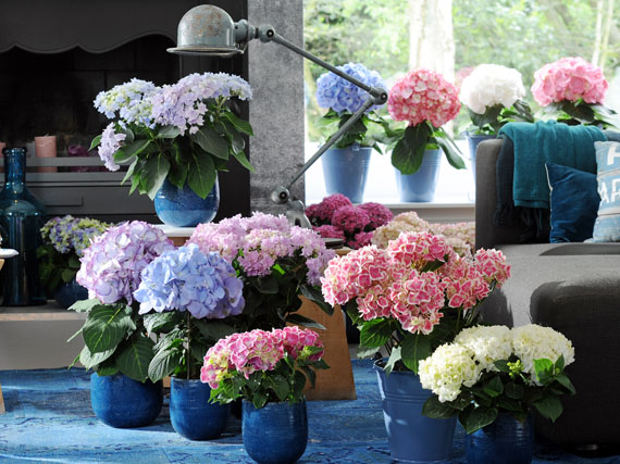 Un jardín de hortensias de puertas adentro