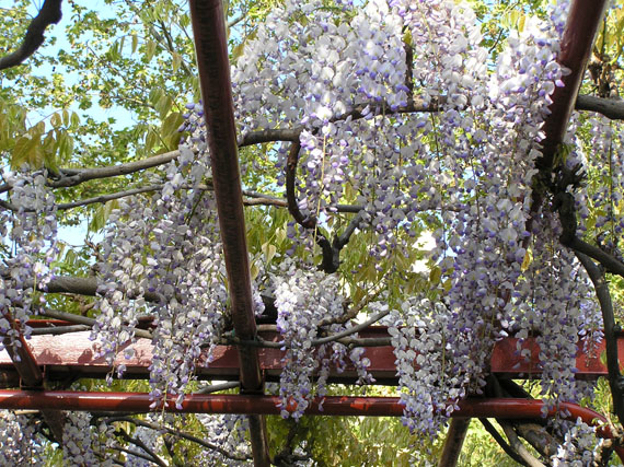 Jardines de aromas: fragancias en flor