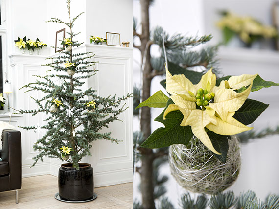 Kokedamas de poinsettias para el árbol