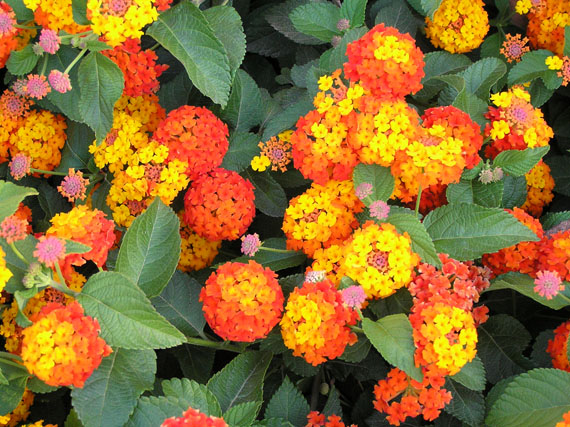 Lantanas: mucho sol, poca agua