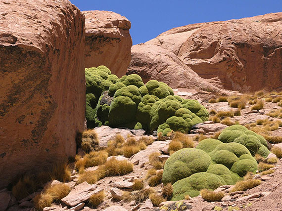 Llaretas: nubes verdes a ras del suelo