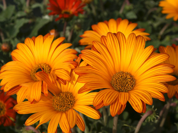 Margaritas, las reinas del jardín