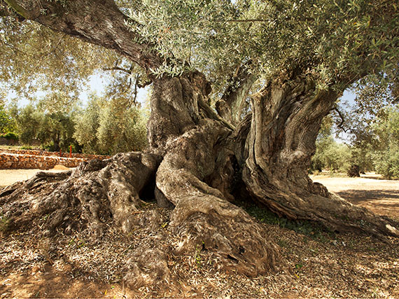 Olivo milenario de Ulldecona: los 17 siglos de un monumento natural