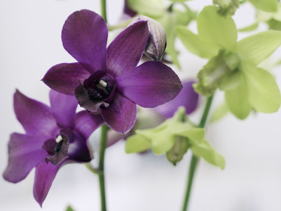 Orquídeas: descubre las Dendrobium