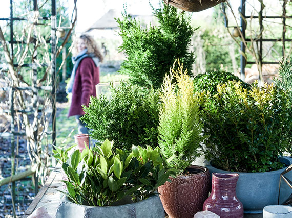 Pequeñas plantas verdes para el invierno