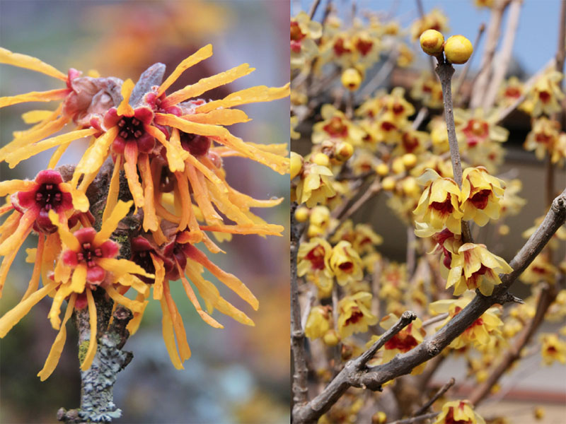 Perfumes de invierno en el jardín (1ª parte)