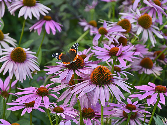 Plantas de flor: néctar y mucho color para las mariposas  (1ª parte)