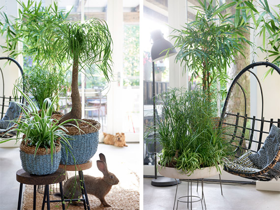 Plantas de interior pet-friendly