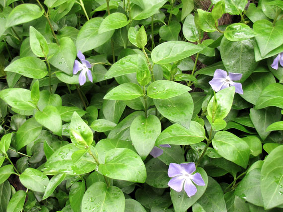 Plantas tapizantes, una alternativa al césped