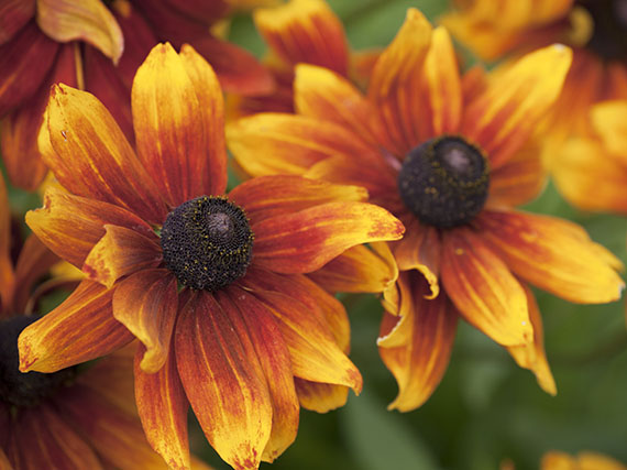 Plantas de temporada: un brindis al sol del verano