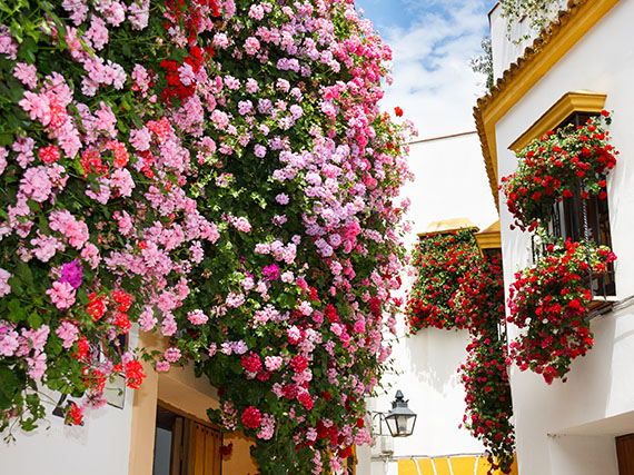 ¡Pon tus balcones en flor!  (1ª parte)