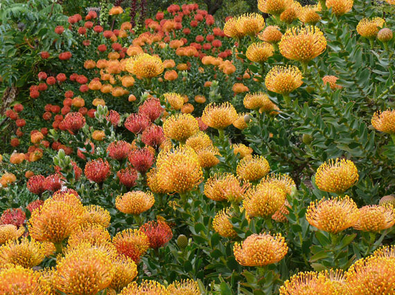 Proteas, las reinas del Cabo