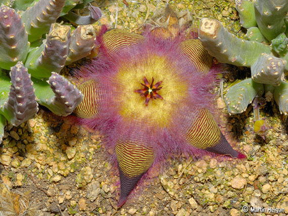 Stapelia: Estrellas de mar... del desierto