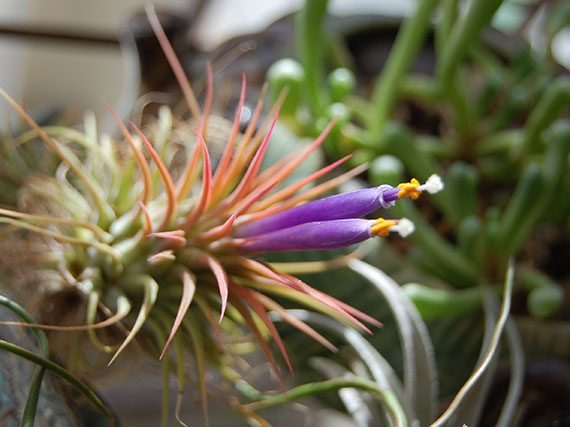 Tillandsias: las plantas del aire