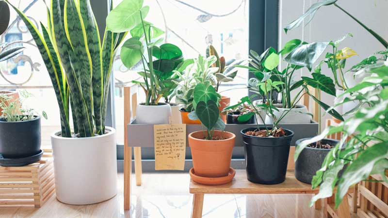 15 mejores plantas de interior para principiantes