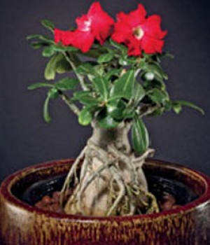 Adenium obesum