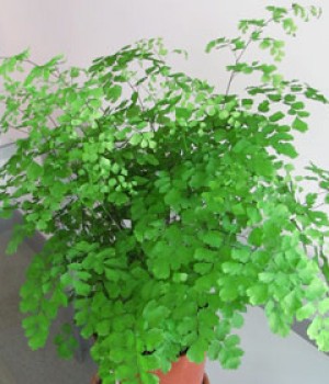 Adiantum sp.