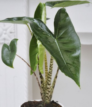 Alocasia zebrina