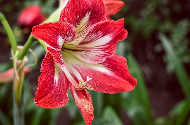 Amarilis - CULTIVO DE HIPPEASTRUM AMARYLLIS EN INTERIOR