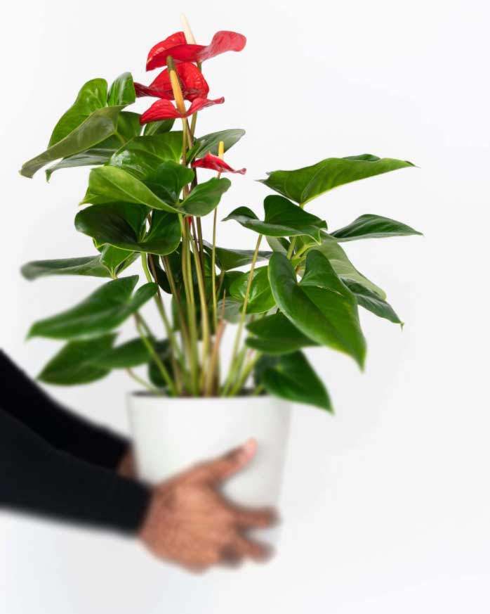 Anthurium - Cuidados y transplante