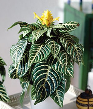 Aphelandra squarrosa