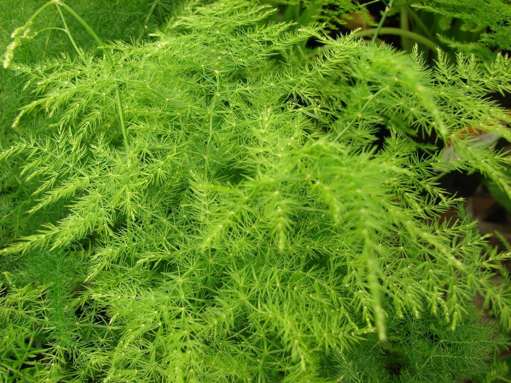 Asparagus plumosus