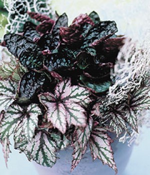 Begonia rex