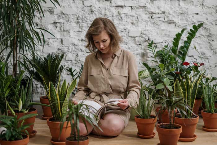 Cuánta luz es correcta para plantas de interior