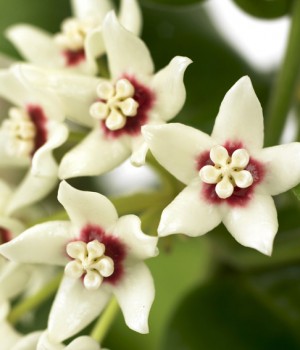 Hoya calycina Stargazer