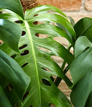 Monstera deliciosa, Philodendron pertusum