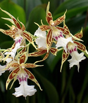 Odontoglossum