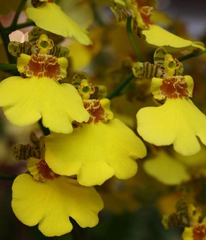 Oncidium