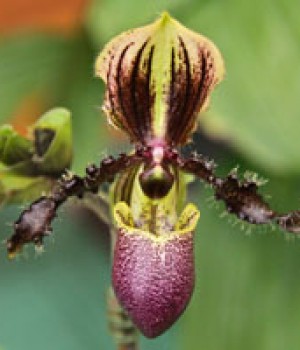 Paphiopedilum spp.