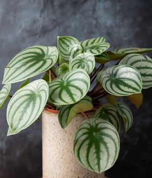 Peperomia argyreia o P. sandersii