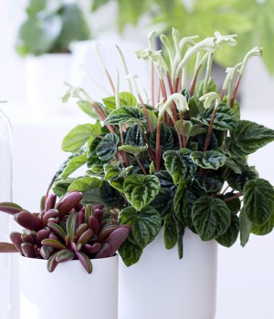 Peperomia spp.