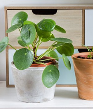 Pilea peperomioides