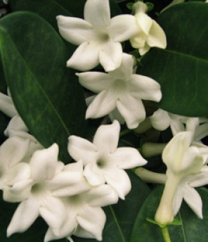 Stephanotis floribunda