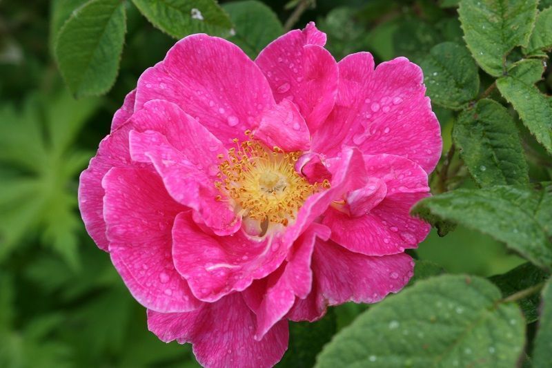 Rosa Gallica