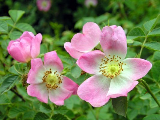 Rosa Mosqueta