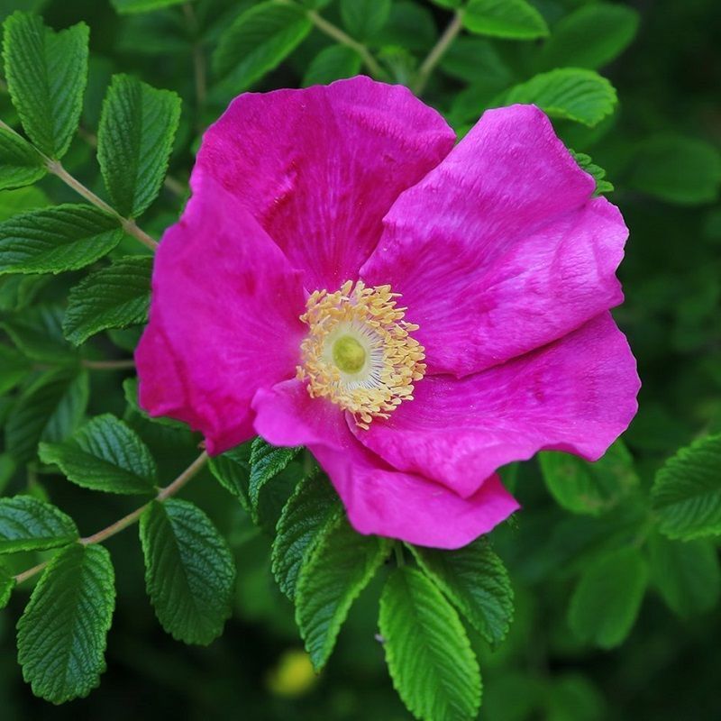 Rosa Rugosa