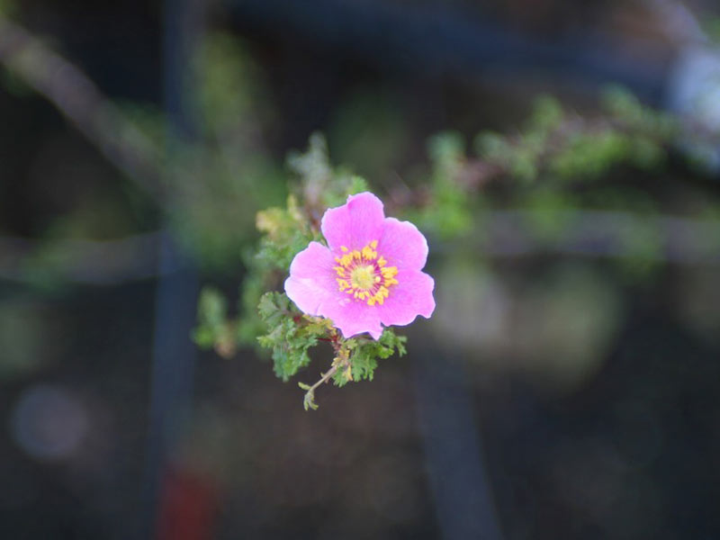 Rosa Stellata