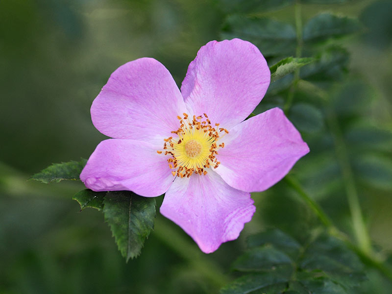 Rosa Virginiana (= R. lucida)