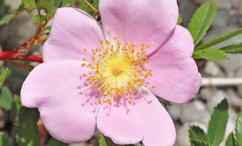 Rosa Virginiana